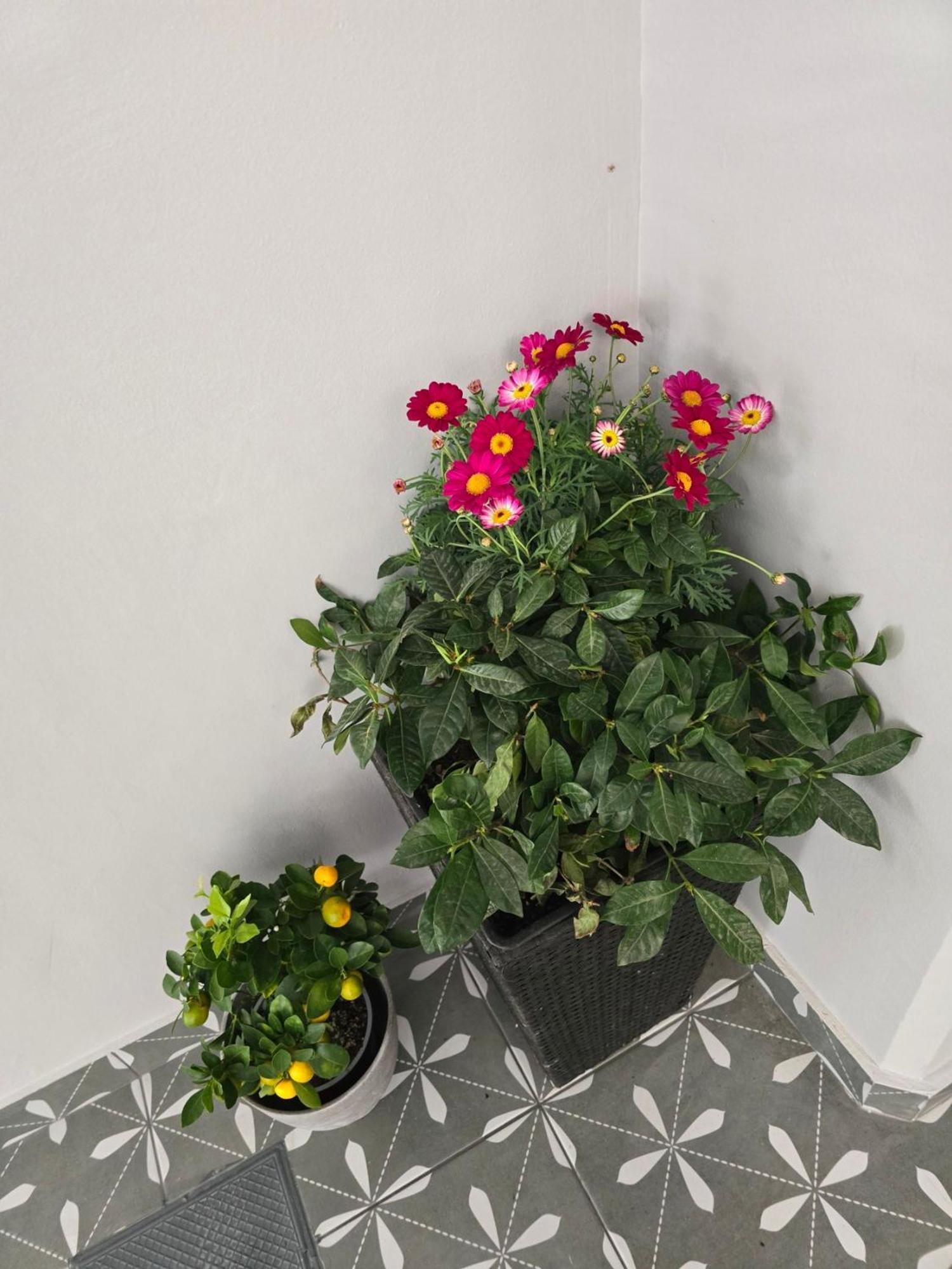 Glyfada'S Cosy Apartments 雅典 外观 照片